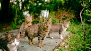 desinfectar una colonia de gatos controlada