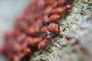 biocidas cuendo hay una plaga dentro de una granja