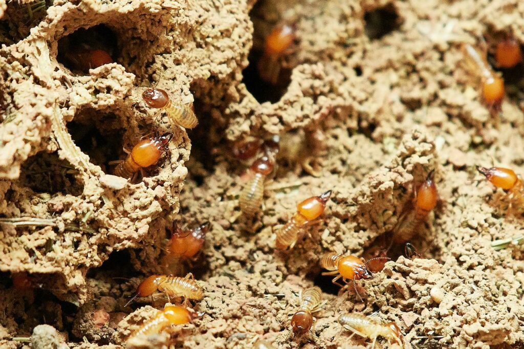 termitas en el hogar