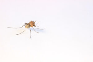 5 consejos para exterminar mosquitos