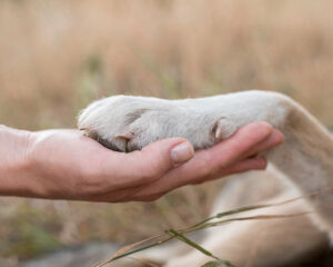 La Ley de Bienestar Animal entró en vigor el 29 de septiembre de 2023