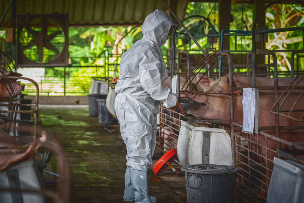 Los trabajadores de la explotación ganadera deben seguir protocolos de limpieza y desinfección