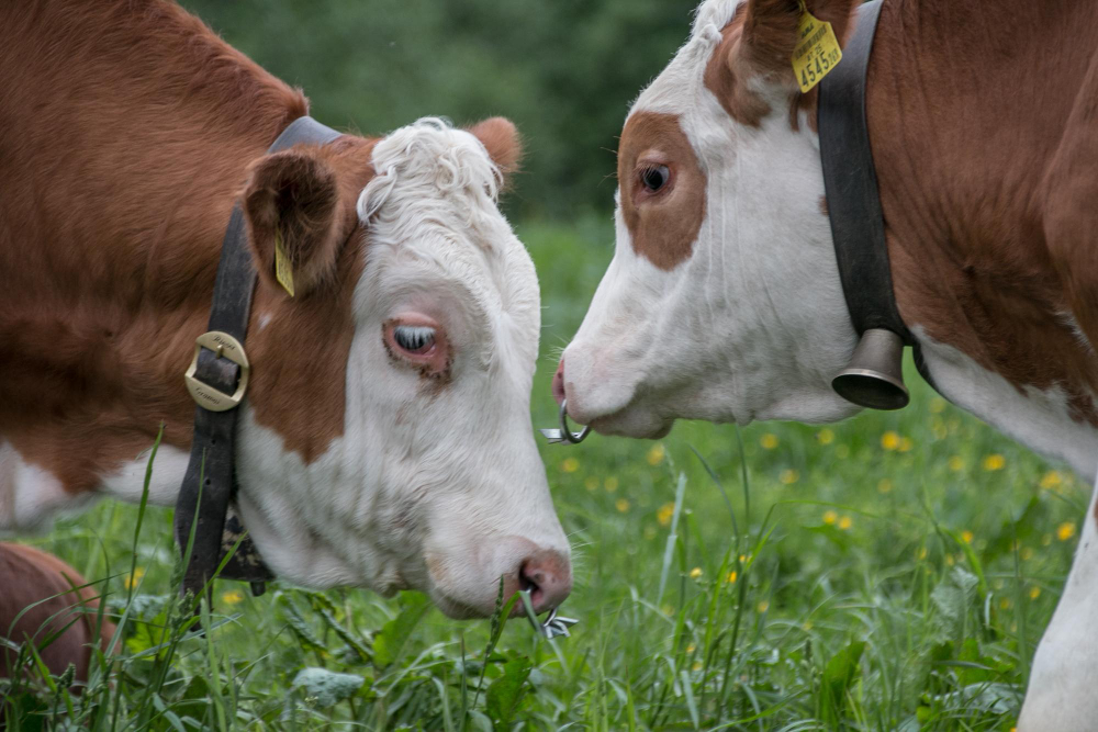 En la ganadería ecológica los animales viven en contacto con la naturaleza