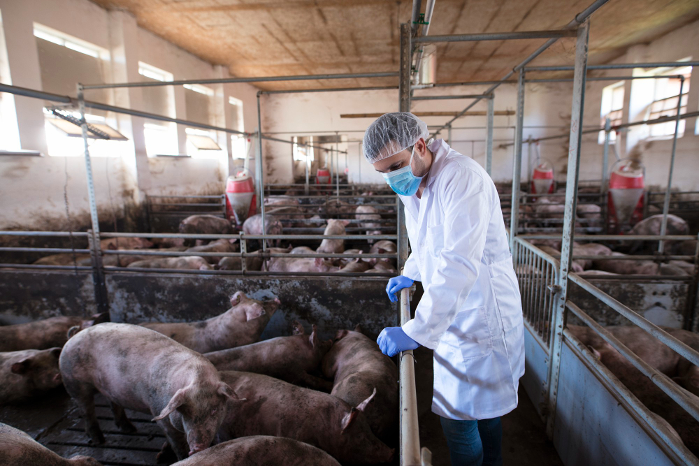 Qué es la cadena de bioseguridad y por qué es clave en sanidad animal