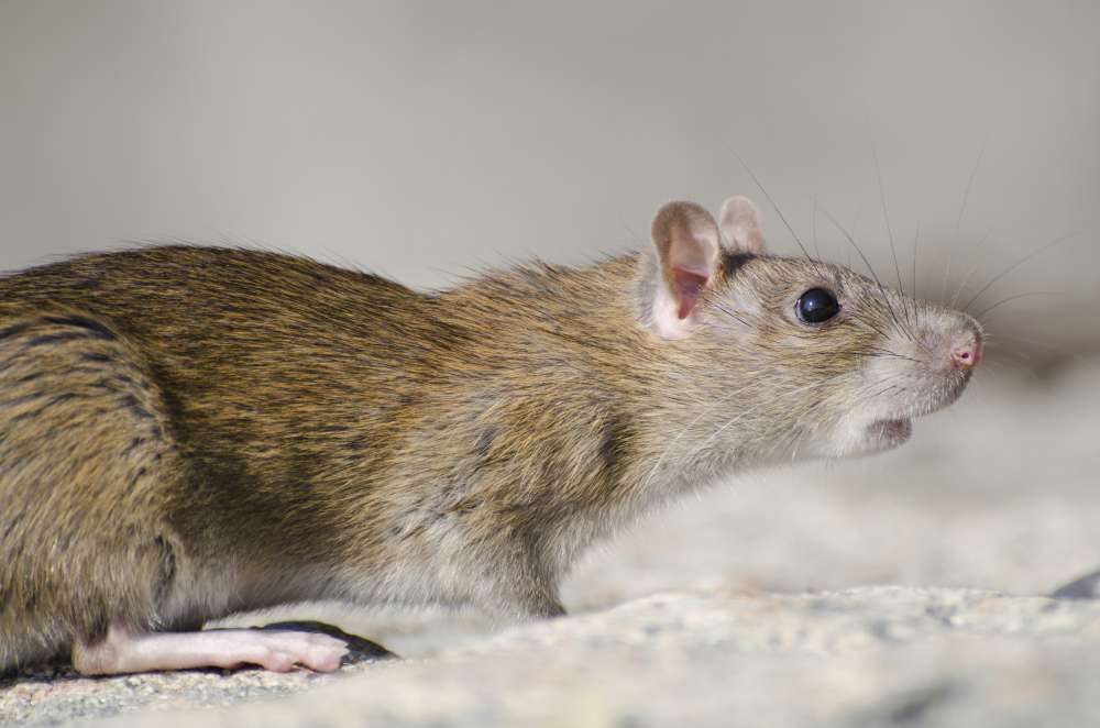diferencia entre raticida y rodenticida - Biozoomedic